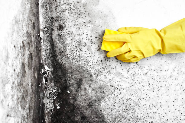 Best Mold Remediation for Specific Building Types in Shougal, WA