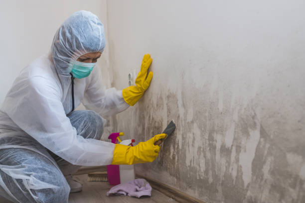 Best Post-Remediation Services in Shougal, WA