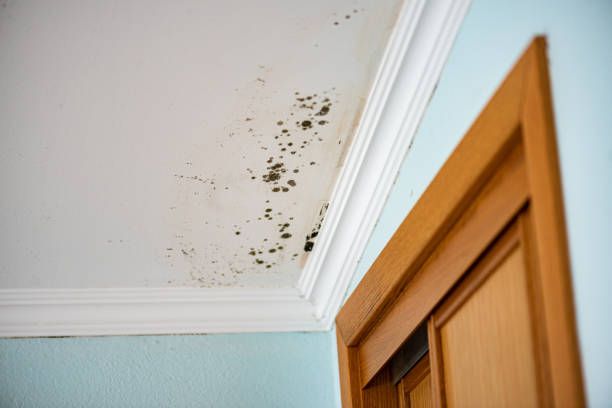 Best Residential Mold Remediation in Shougal, WA
