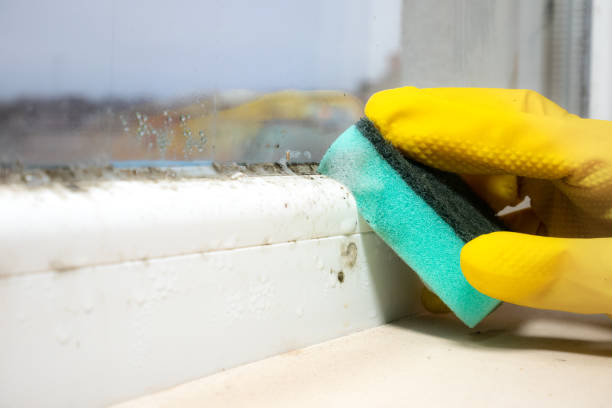 Best Attic Mold Remediation in Shougal, WA