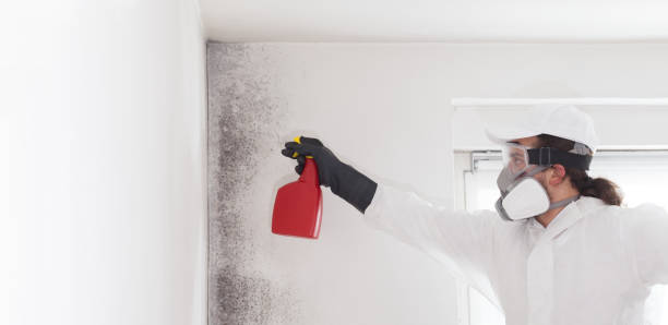 Reliable Washougal, WA Mold Remediation Solutions