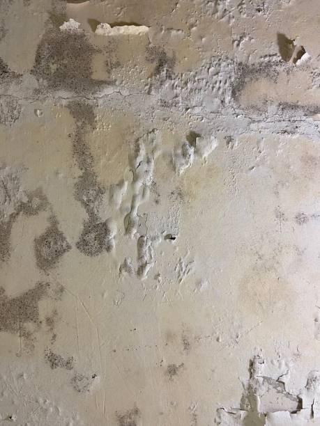 Best Localized Mold Remediation (e.g., coastal areas, humid climates) in Shougal, WA