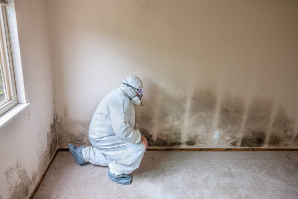 Best Basement Mold Remediation in Shougal, WA