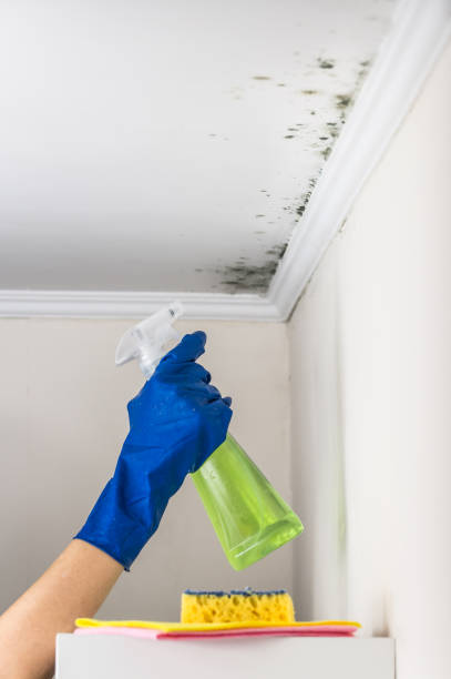 Best Black Mold Remediation in Shougal, WA