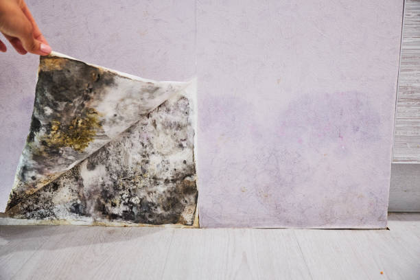 Best Attic Mold Remediation in Shougal, WA